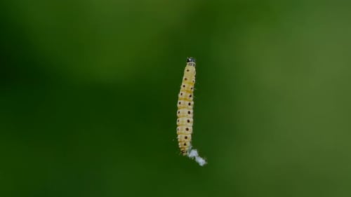 Close-up of caterpillar climbing up the web