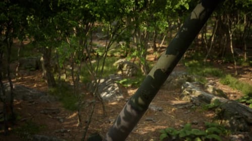 Big Gun Cannon in the Forest