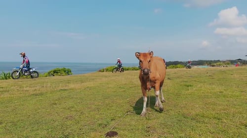 Ride Motorbike on the Cow Field