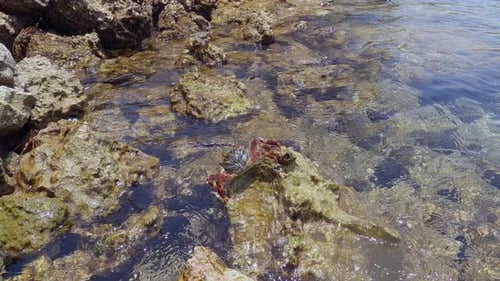 Closeup View of Crabs on Rocks and Beautiful Calm Sea