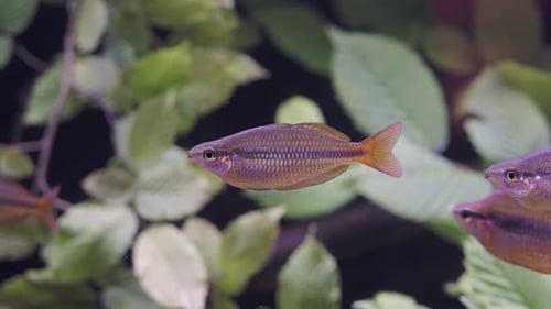 Exotische tropische Fische im Aquarium