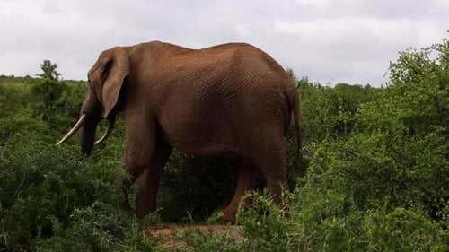 Side View of African Elephant Standing and Eating Green Leaves