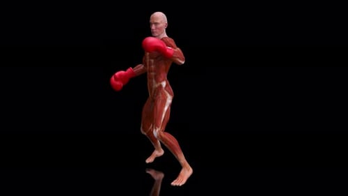 4K-Anatomie-Animation eines Boxers