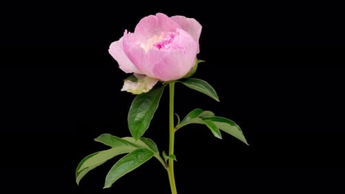 Time Lapse de la peonía rosa floreciente
