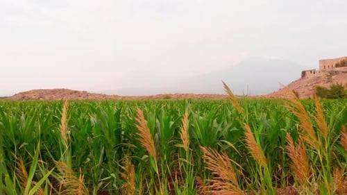 Crop Agricultural Fields In Armenia