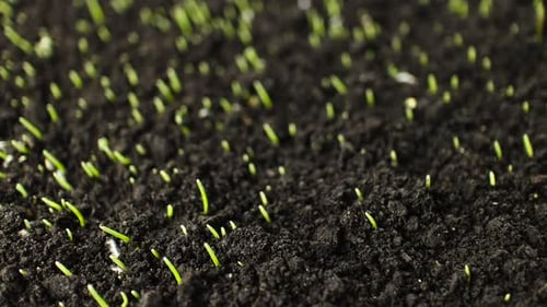 Growing Green Wheat Plant Time Lapse, Timelapse Seed Growing, Closeup Nature Agriculture Shoot