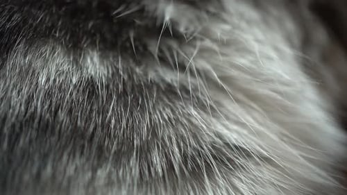 Macro Detail of Beautiful Fur Texture