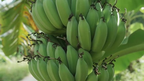 Bunch of Green Bananas Hanging on Tree