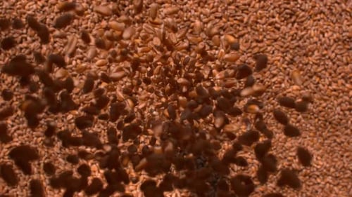 Close Up View of Pouring Wheat Seeds
