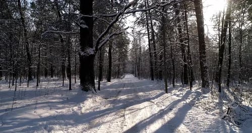 The Road in Winter Forest