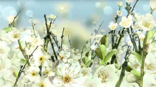 Spring Blossom Branco