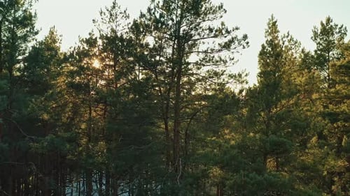 Aerial View Of Green Pine Coniferous Forest In Landscape During Sunset In Spring. Top View