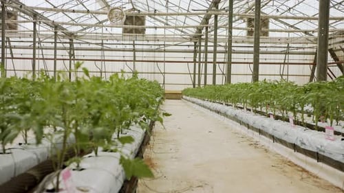 Jeunes plants de tomates poussant dans une serre à grande échelle dans des conditions contrôlées