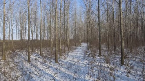Forest In Winter