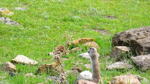 Ardilla come en primavera naturaleza