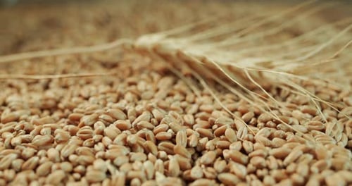 Golden Wheat Grains and an Ear of Wheat