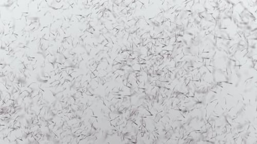 verschiedene Lebensformen in einem Wassertropfen. Die Simulation des Protozoenorganismus hat Schleife