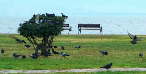 Pigeons On The Tree