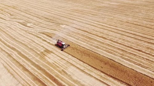 Aerial View. Combine Harvester Goes on the Field. Wheat Field Has Been Harvested