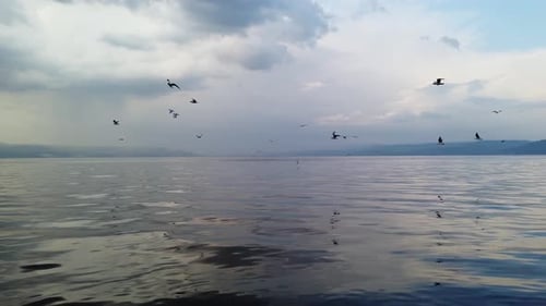kleine Möwenherde fliegen über das Tote Meer, wolkenverhangener blauer Himmelshintergrund