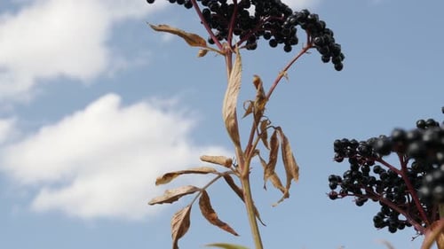 Vidéo UltraHD de Sambucus ebulus contre un ciel bleu à inclinaison lente 4K 2160p 30 images par seconde - Elde herbacé Danewort