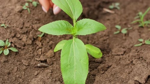 A female hand to clean the ground from weeds around the young shoot of the plant.