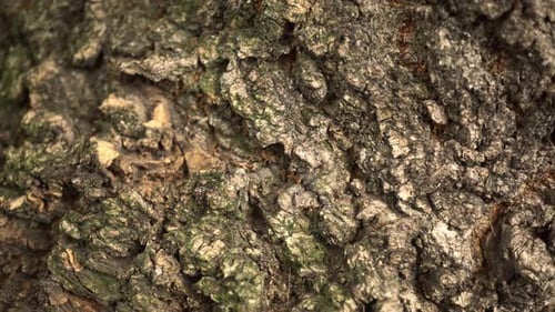 Tree Bark Texture Slider Shot Background