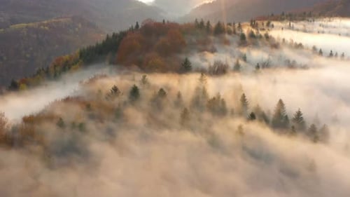 Aerial View of Fog Shrouded Autumn Forest at Sunrise