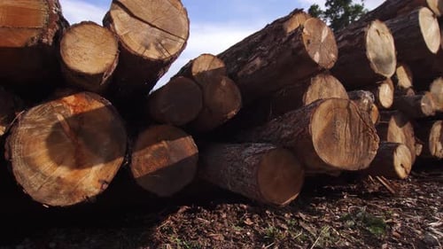 Pile of Wooden Logs in the Woods