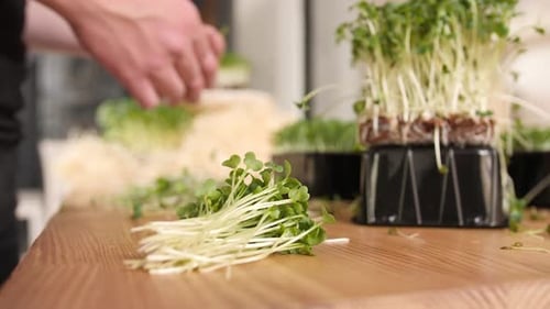 Harvesting Fresh Leafy Green Microgreens on Table