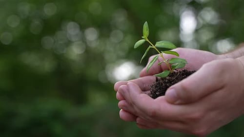 Hands Holding Small Green Sprout in Sunlight