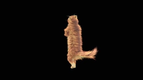 Katze tanzt HD