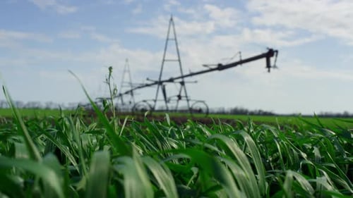 Agriculture Greens Swaying Wind Growing Near Irrigation System on Sunny Day Farm