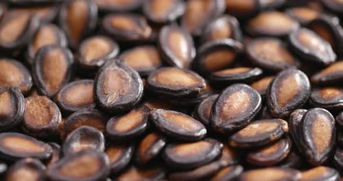Black Melon Seed
