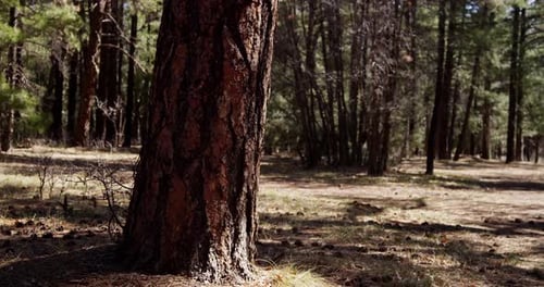 Forest 05