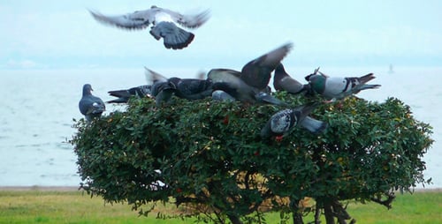 Pigeons on a Tree