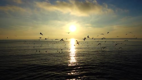 Möwen über dem Meer