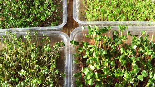 Seedlings Sprouting in Containers Growing in a Home Garden