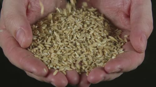 Oats Fall On A Human Hands