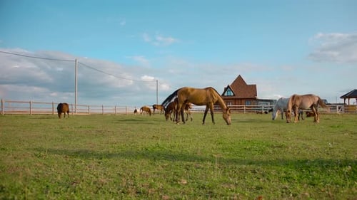 Horses Grazing in Paddock on Farm