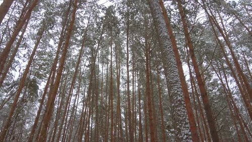 Wunderschöner Winterkiefernwald, Panorama-Video.