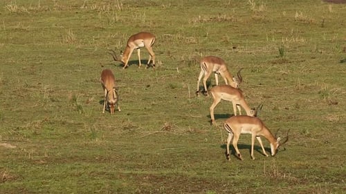 Impala Antilopes Grazing - Südafrika