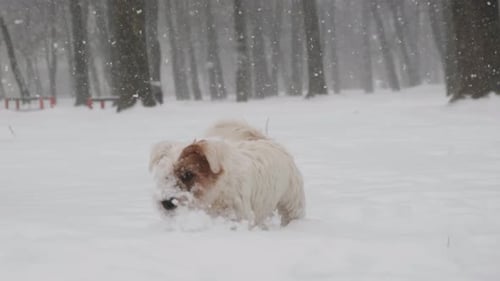 Dog Playing in the Winter Snow in Park