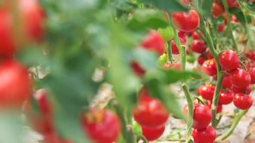 Close Up of Tomato Plants Growing at Organic Farm