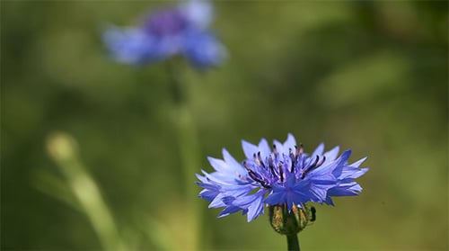 Bleuet