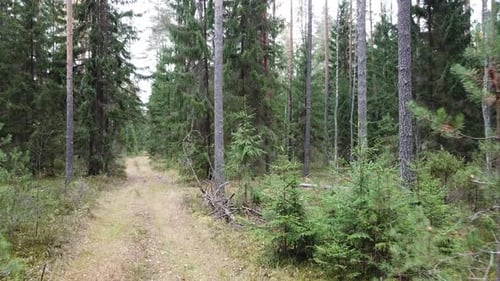 Autumn In The Forest 04