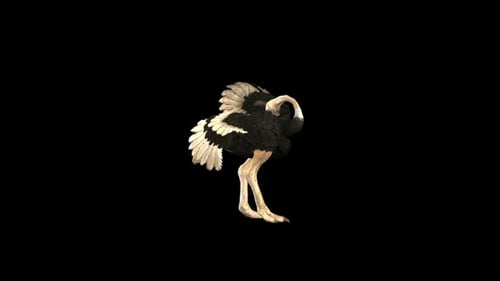 Ostrich Idle