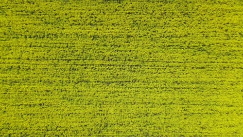 Top Down Aerial Drone View of Yellow Canola Field