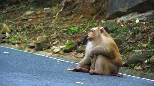 Portrait of A Monkey Sitting on A Road in The Jungle