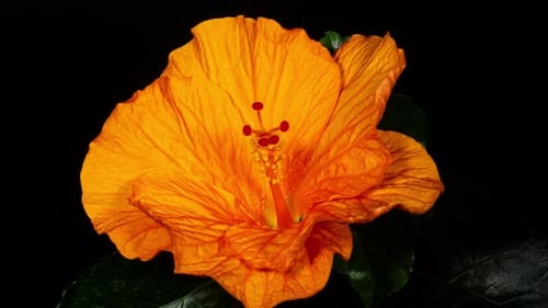 Orange Hibiscus Open Big Flower in Time Lapse. Blooming Neon Red Plant on a Black Background